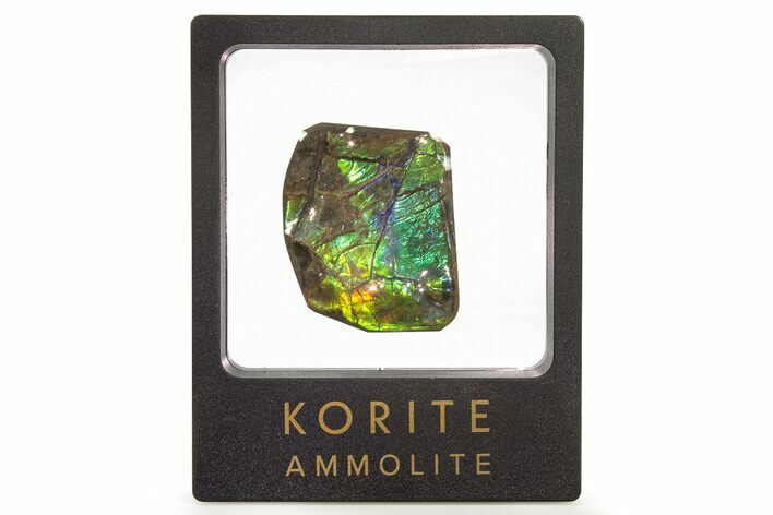 Iridescent Ammolite (Fossil Ammonite Shell) - Purples & Blues #265162